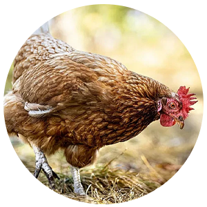 满丼肉剧场日料简餐加盟费